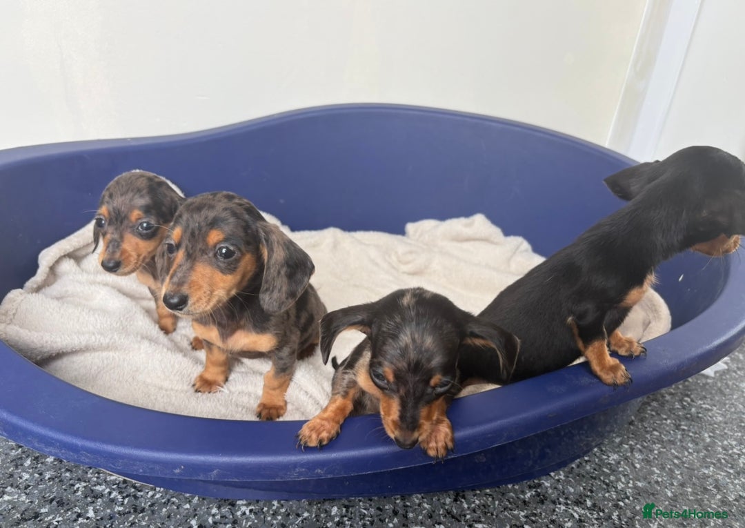 Miniature Dachshund dogs for sale: Dachshund puppies  - Image 3