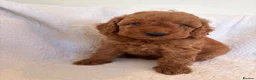 Cockapoo dogs for sale: LICENSED BREEDER QUALITY COCKAPOO PUPPIES  - Advert 17