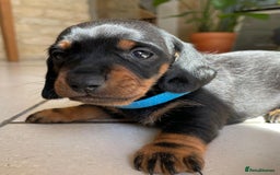 Miniature Dachshund dogs for sale: KC Registered Miniature Dachshund Puppies    - Image 12