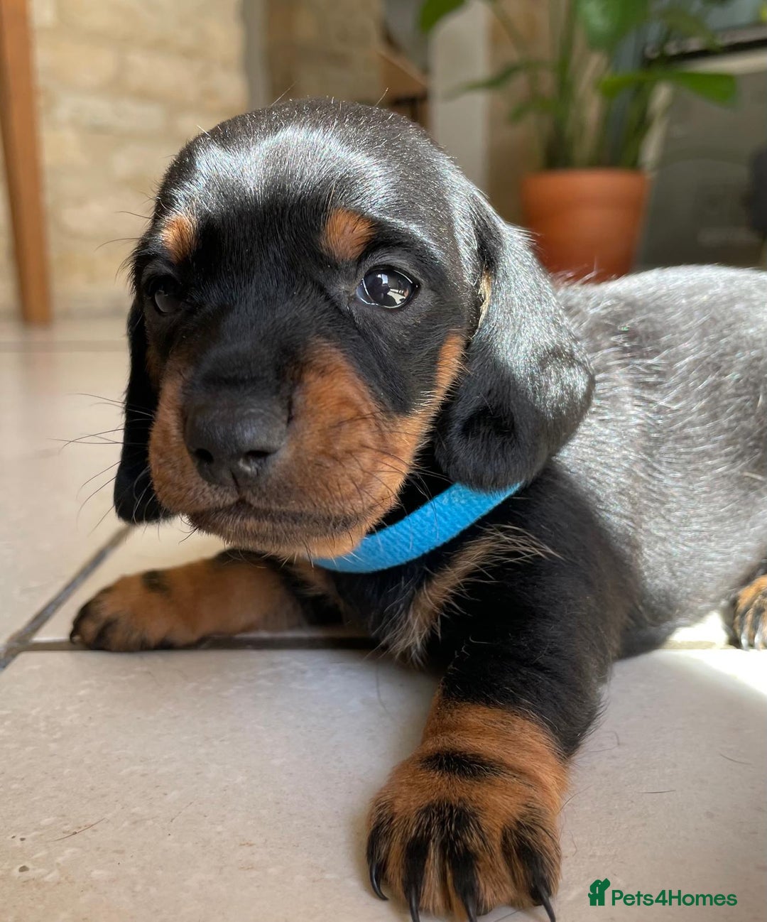 Miniature Dachshund dogs for sale: KC Registered Miniature Dachshund Puppies    - Image 12