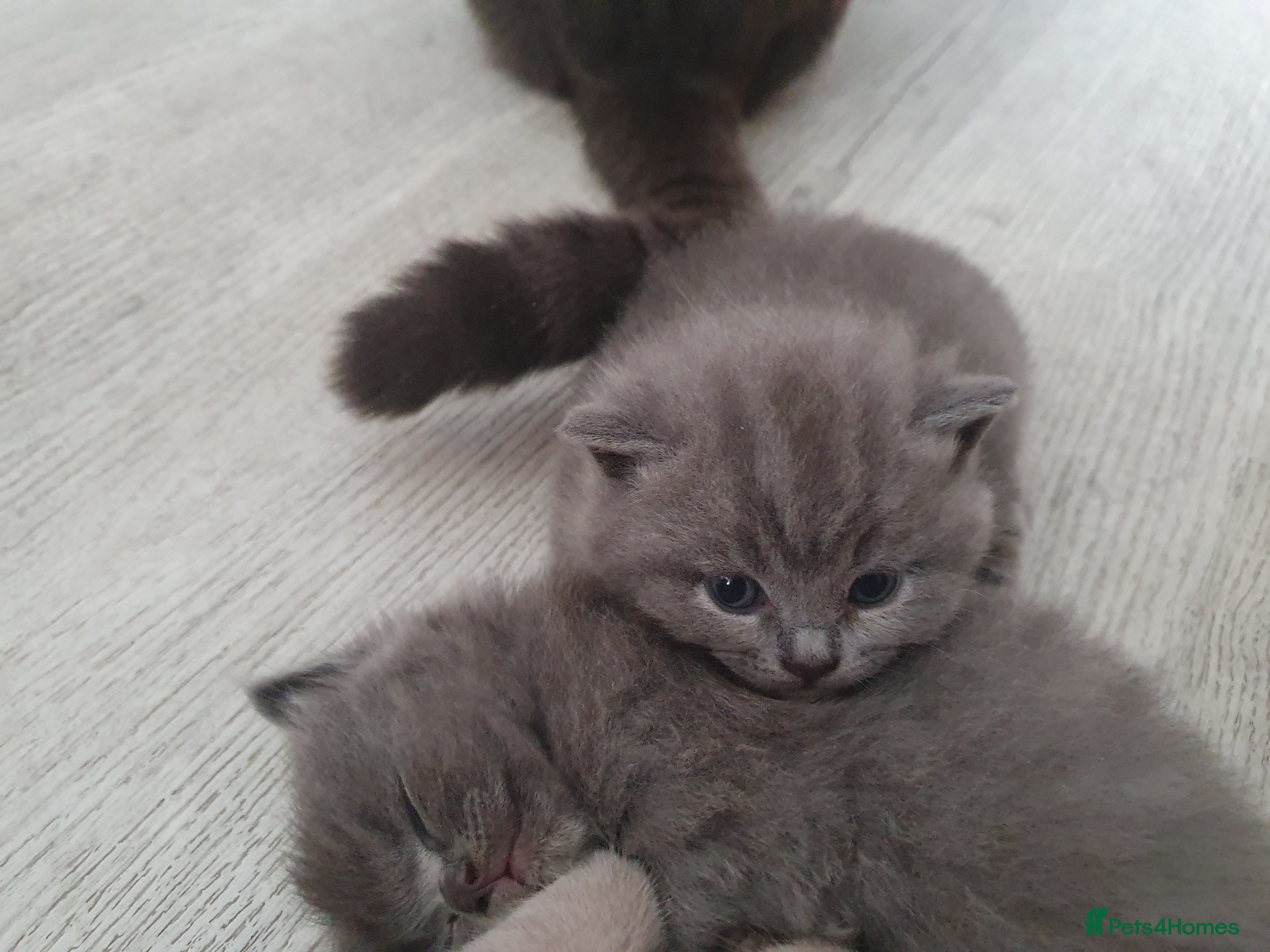 British Shorthair cats British shorthair  - Advert 16