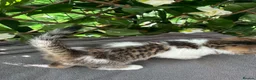 British Shorthair cats for sale:  britishshort x kittens - Advert 10