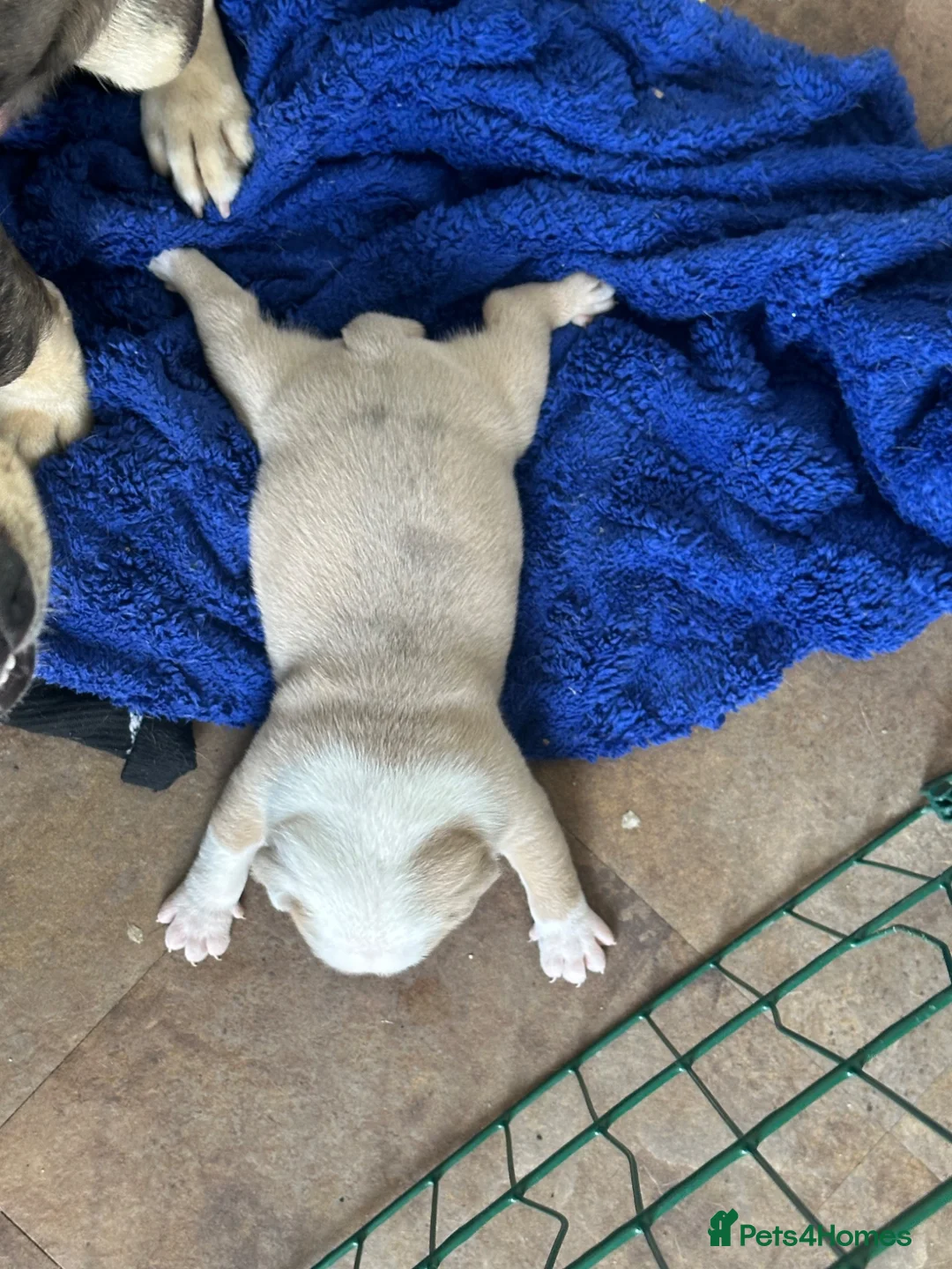 Olde English Bulldogge dogs for sale: Olde English bulldogge puppy - Advert 10
