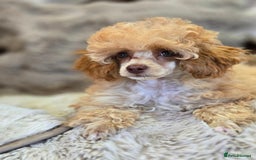 Toy Poodle dogs for sale: KC Reg stunning tiny Choc Apricot Girl Toy Poodle - Image 6