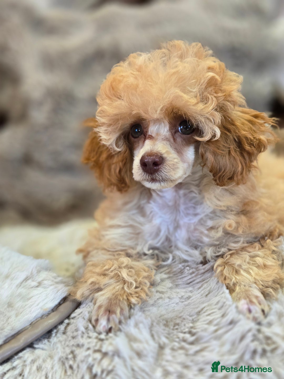 Toy Poodle dogs for sale: KC Reg stunning tiny Choc Apricot Girl Toy Poodle - Image 6
