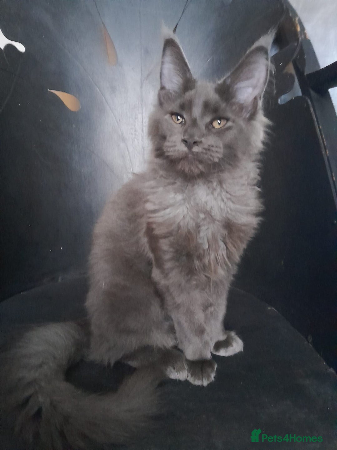Maine Coon cats for sale: TICA 3 pedigree 3 girls 1 boy blue smoke/tabby - Image 8