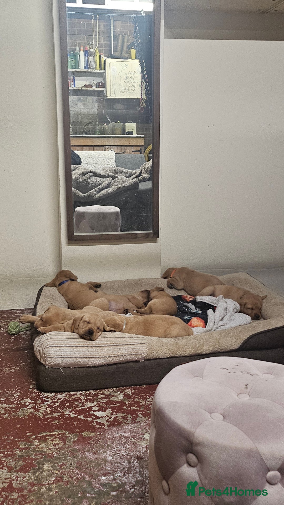 Labrador Retriever dogs for sale: Stunning fox red labrador puppies for sale - Image 13