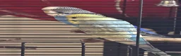 Budgerigars birds for sale: 2 bonded budgies and cage  - Advert 4