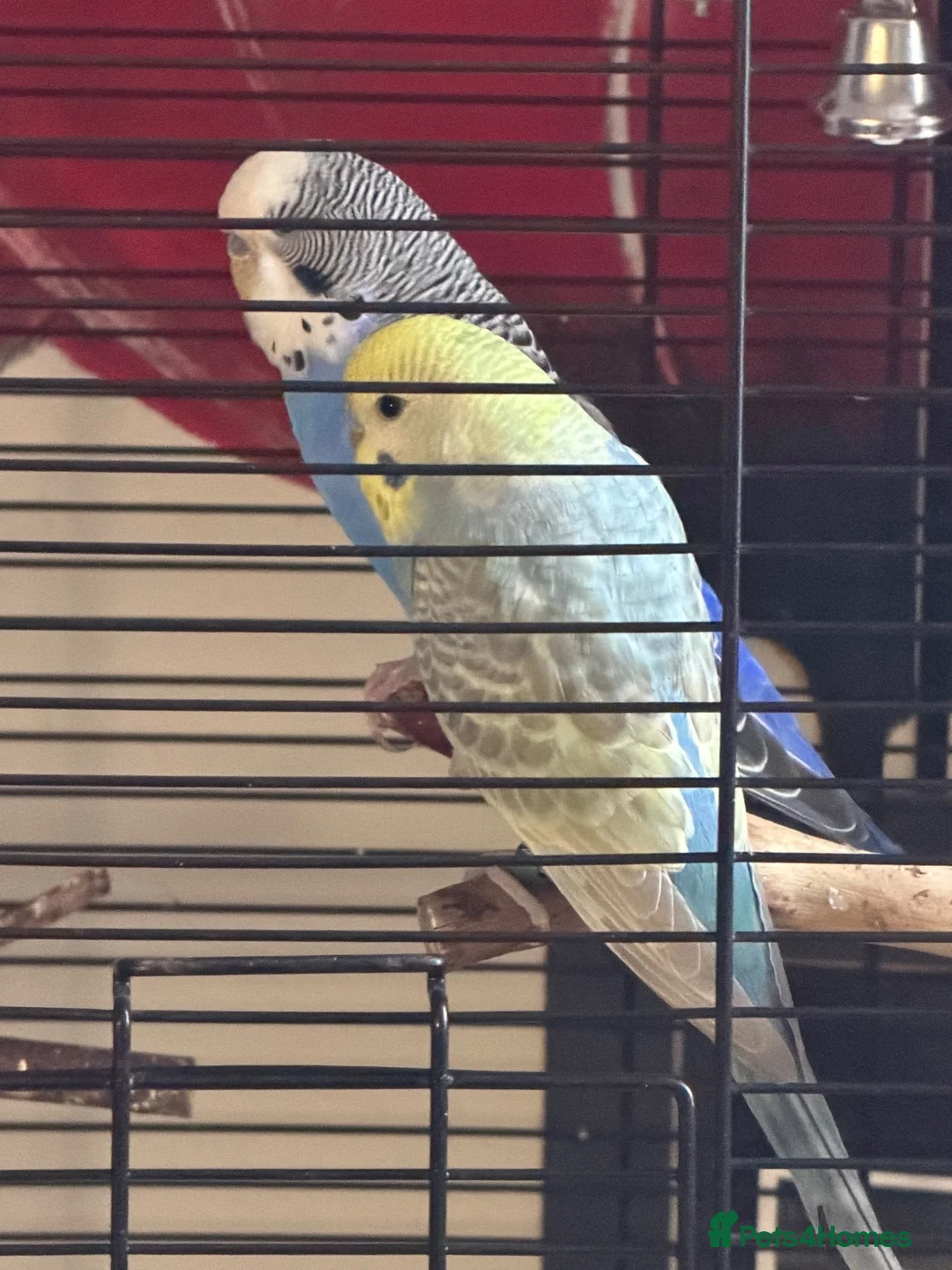 Budgerigars birds for sale: 2 bonded budgies and cage  - Advert 4