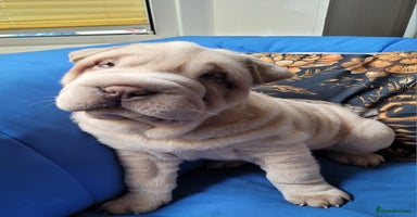 Shar Pei dogs - Advert 7