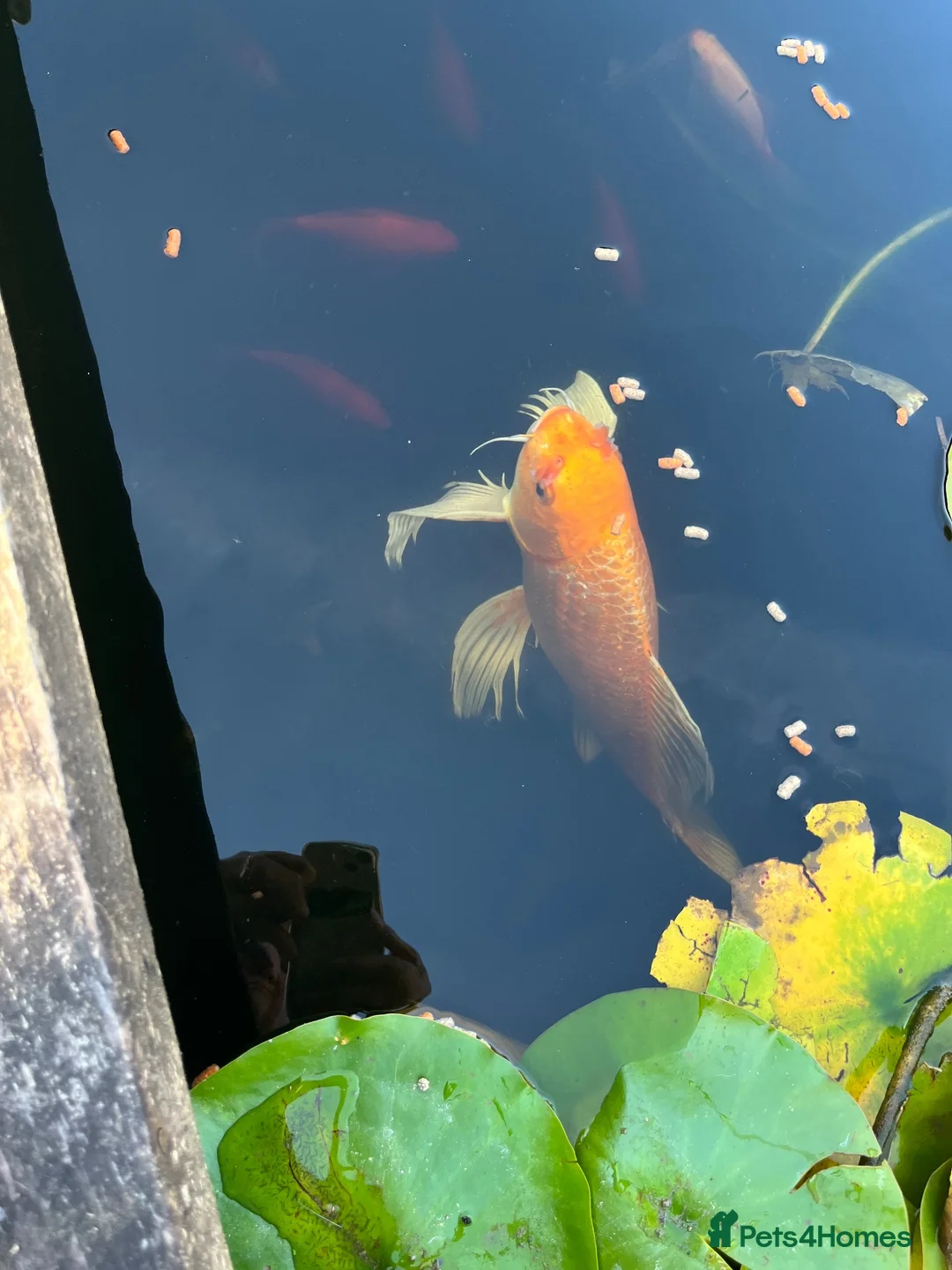 Koi Carp fish for sale: Beautiful golden butterfly Koi in Carmarthen - Advert 2