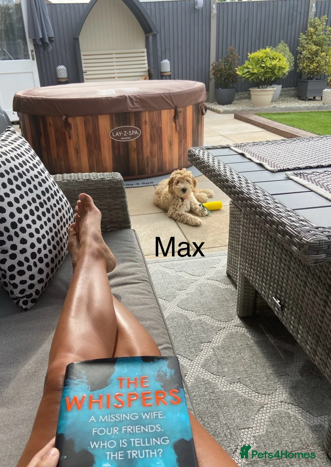 Labradoodle dogs for stud: Australian Labradoodle Stud (Health Tested) in Great Yarmouth - Advert 34