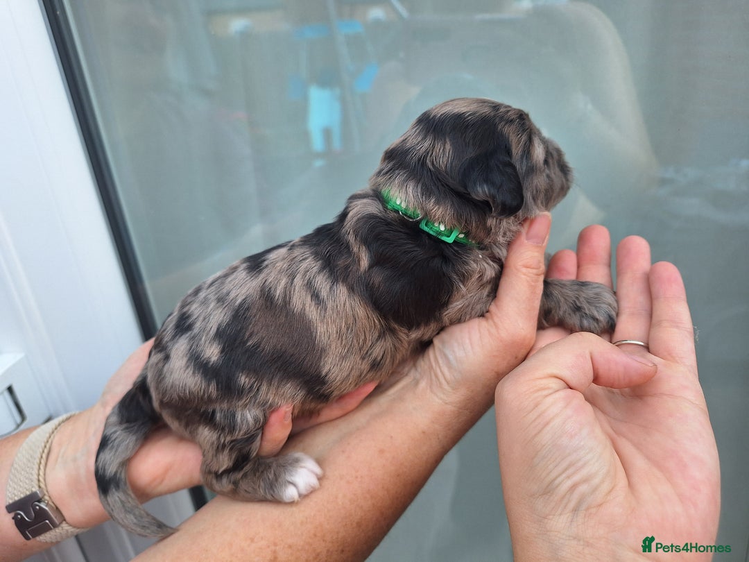 Sproodle dogs for sale: Sproodle Merle puppies  - Image 6