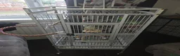 Conures birds for sale: Green cheeked conure (mint) in Jarrow - Advert 6