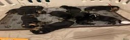 Rottweiler dogs for sale: Rottweiler puppies looking for forever homes  - Advert 7