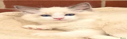 Ragdoll cats for sale: Stunning GCCF reg kittens available to 5* homes.  - Advert 27