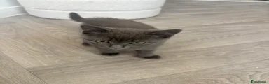 British Shorthair Kitten 4
