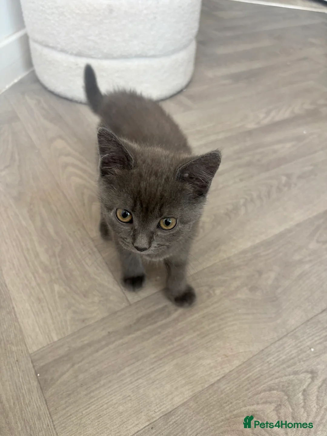 British Shorthair cats for sale: Beautiful British 1/2 Short Hair Kittens - Advert 2