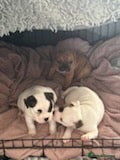 Mixed Breed dogs 3/4 French bulldog/1/4 American bully  - Advert 1