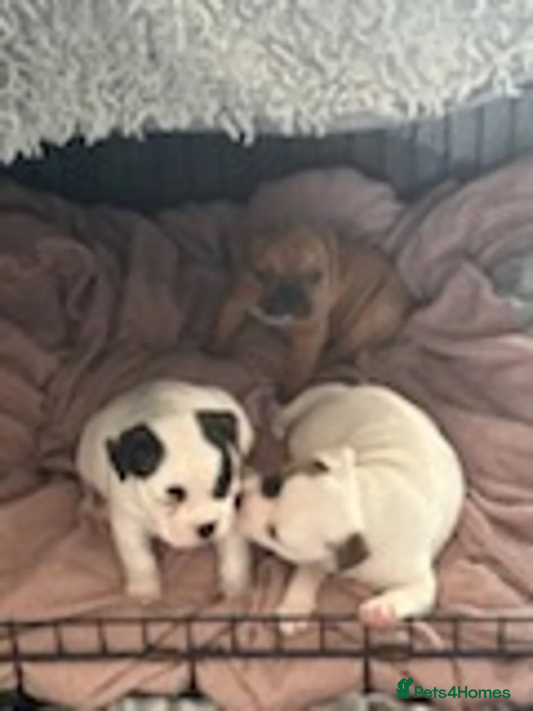Mixed Breed dogs for sale: 3/4 French bulldog/1/4 American bully  - Advert 1