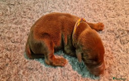 Dobermann dogs for sale: 3 Male Top Line Dobermans - Image 5