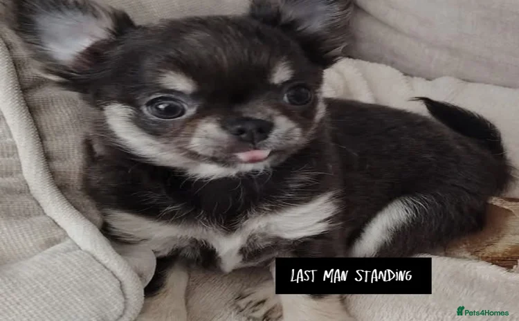 Chihuahua dogs - Advert 4