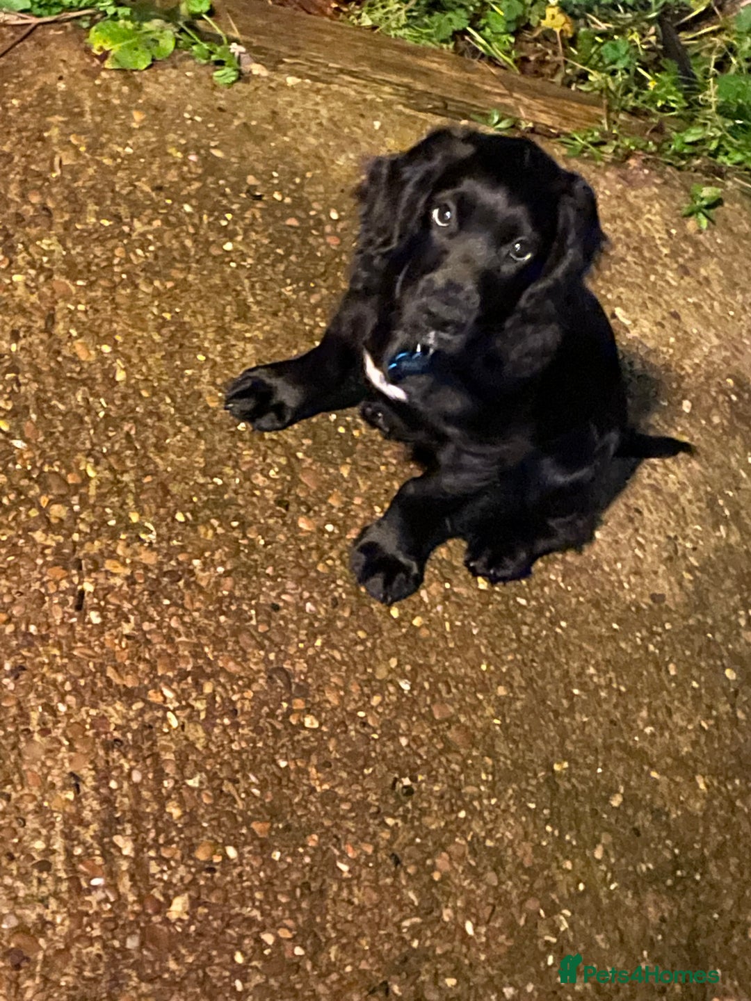 Cocker Spaniel dogs for stud: Milo is looking to mate  - Image 4