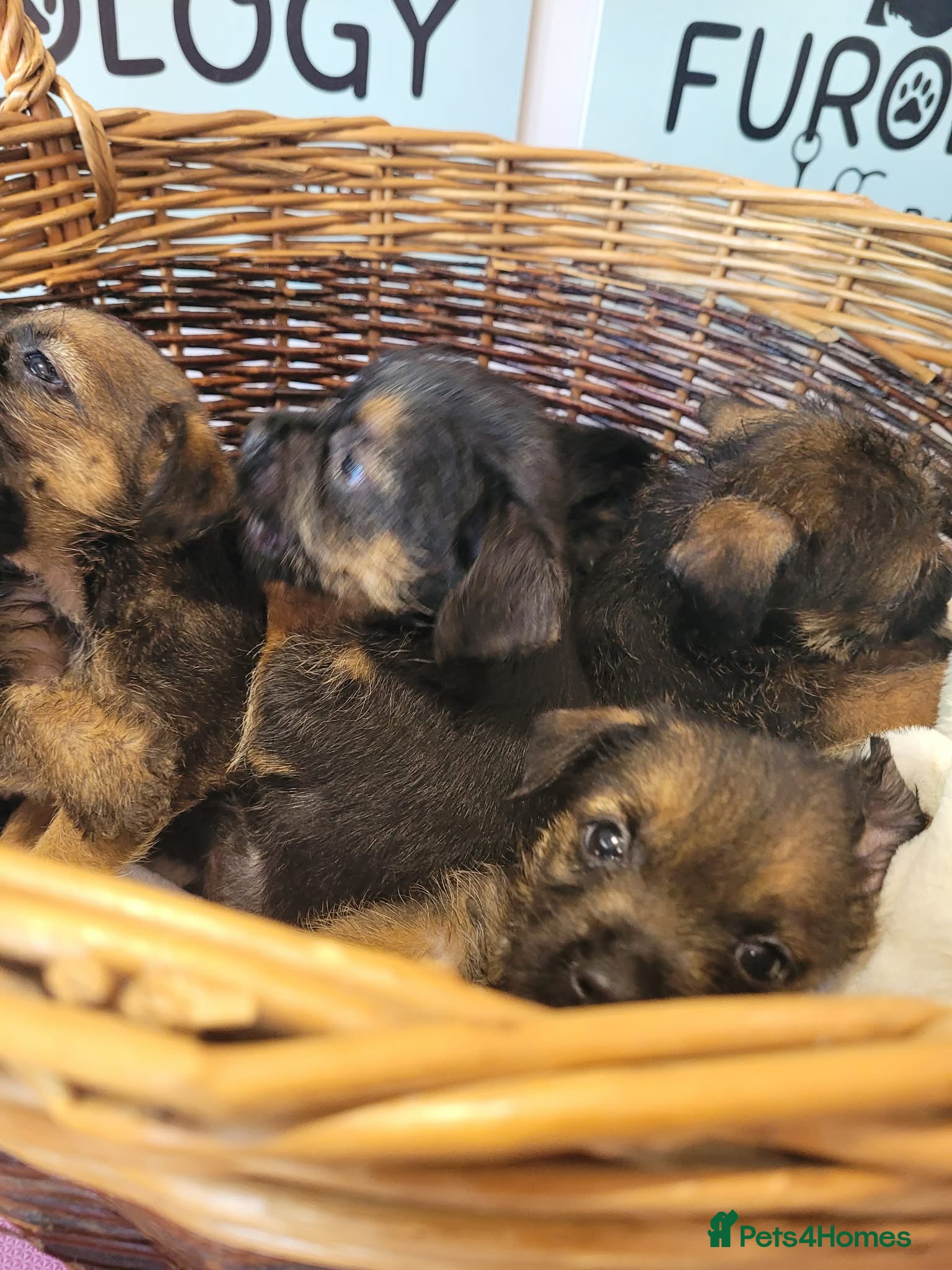 Border Terrier dogs Cracking litter of 8 boarder terrier  - Advert 1