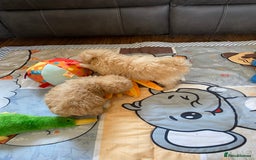 Maltipoo dogs for sale: Tiny Maltipoo Puppies - Image 22