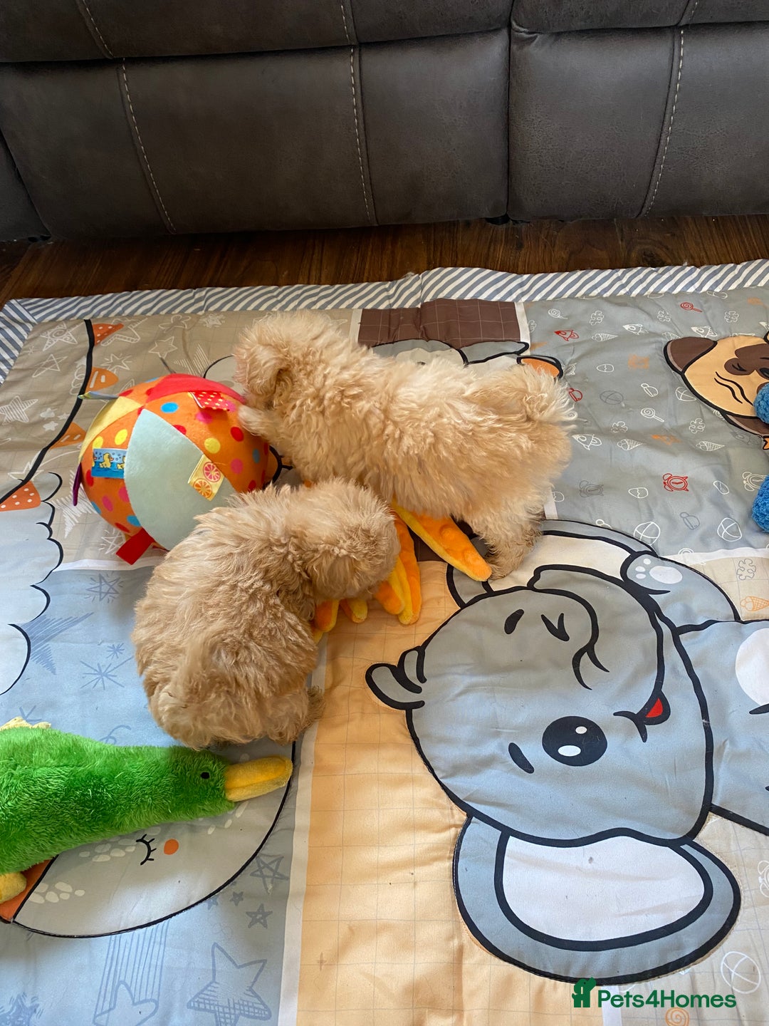 Maltipoo dogs for sale: Tiny Maltipoo Puppies - Image 22
