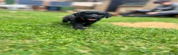 Cockapoo dogs for sale: Cockapoo Puppies- only 1 remaining - ready now  - Advert 35