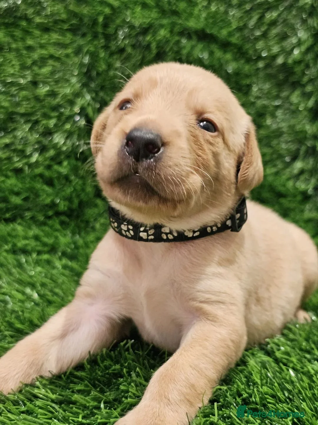 Labrador Retriever dogs for sale: Beautiful Labrador Puppies Ready for Loving Homes in Hull - Advert 2
