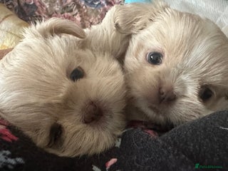 Shih Tzu dogs Lavender White Imperial Shih Tzu Puppies - Advert 8