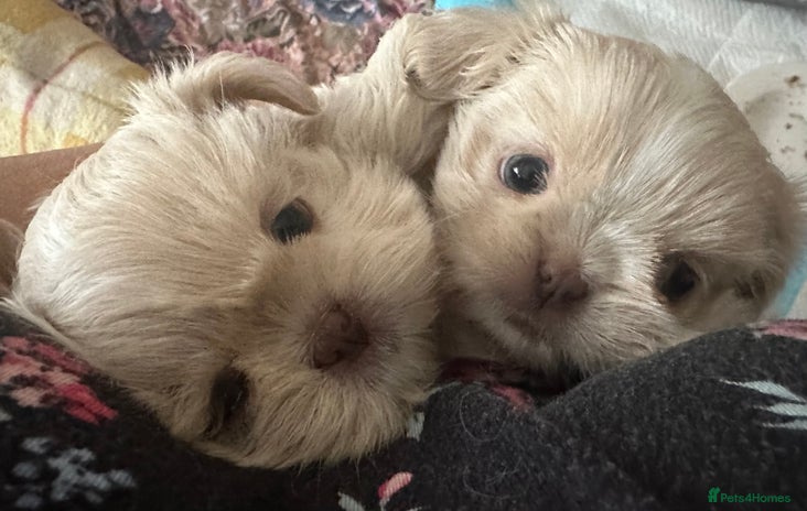 Shih Tzu dogs - Advert 2