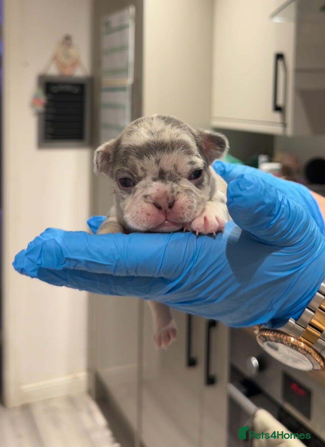 French Bulldog dogs for sale: Merle and lilac and tan French bulldog puppies - Image 3
