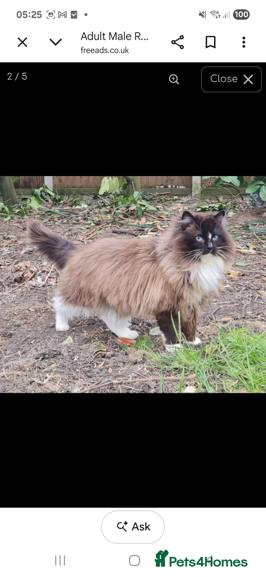 Ragdoll cats for sale: Male ragdoll - Advert 2