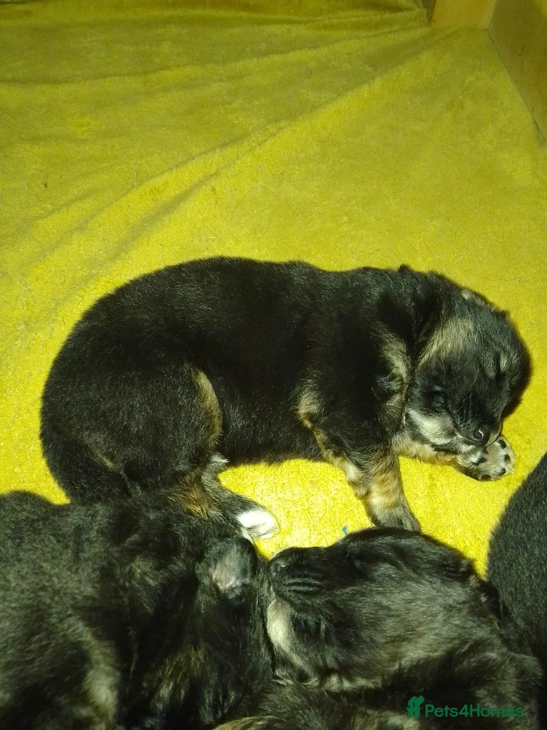 German Shepherd dogs for sale: Straight back Long coat German Shepherd pups - Advert 18