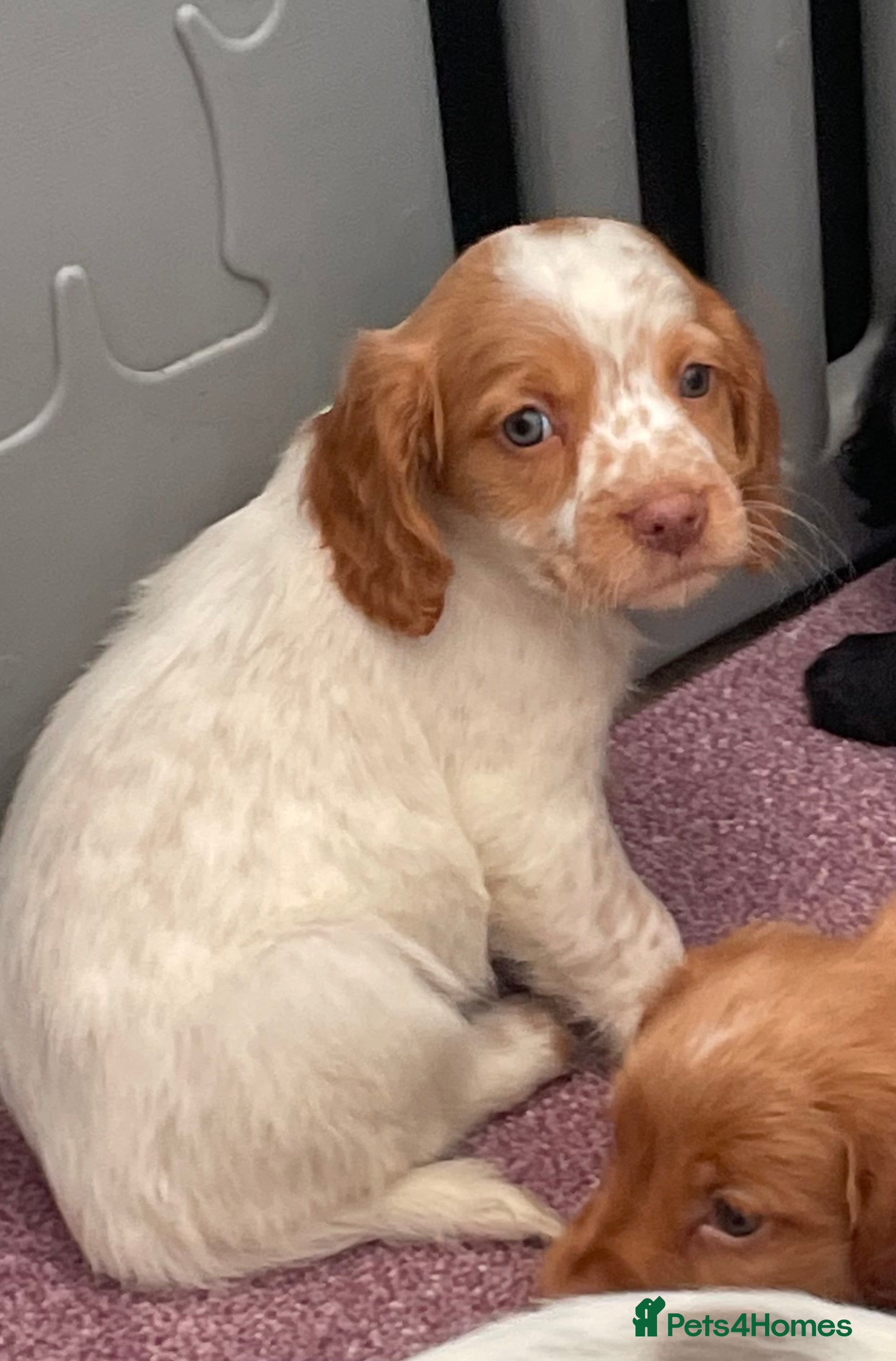 Cocker Spaniel dogs Beautiful Cocker spaniel pups - Advert 10