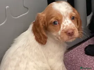 Cocker Spaniel dogs Beautiful Cocker spaniel pups - Advert 10