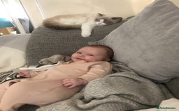 Ragdoll cats for sale: Female kitten become available! Pure Ragdoll in Derby - Image 15