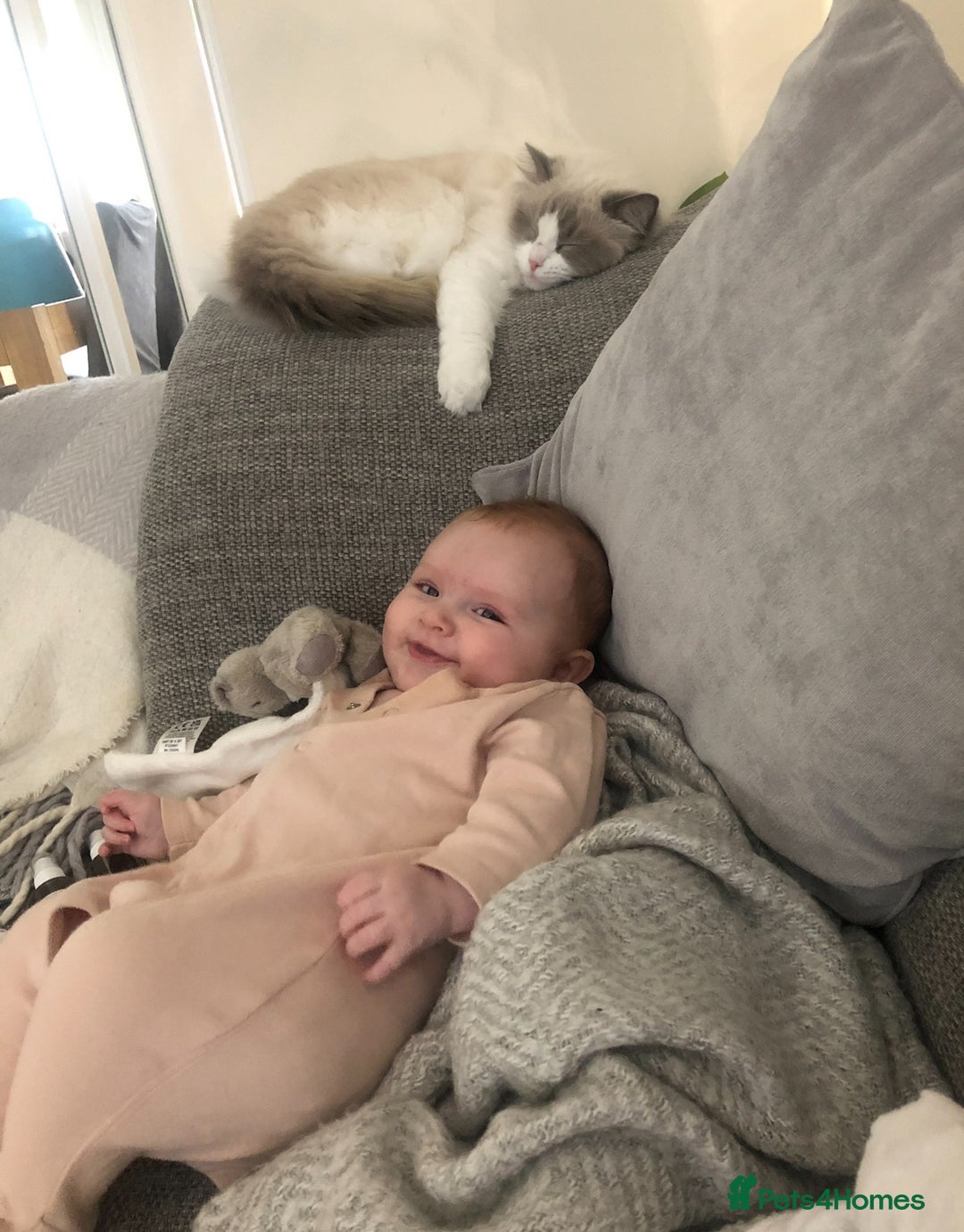 Ragdoll cats for sale: Female kitten become available! Pure Ragdoll in Derby - Image 15