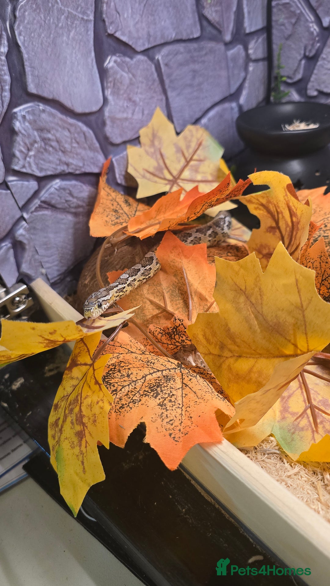 Corn Snake reptiles for sale: 11 Month Anery Corn Snake, Full Viv Setup - Advert 3