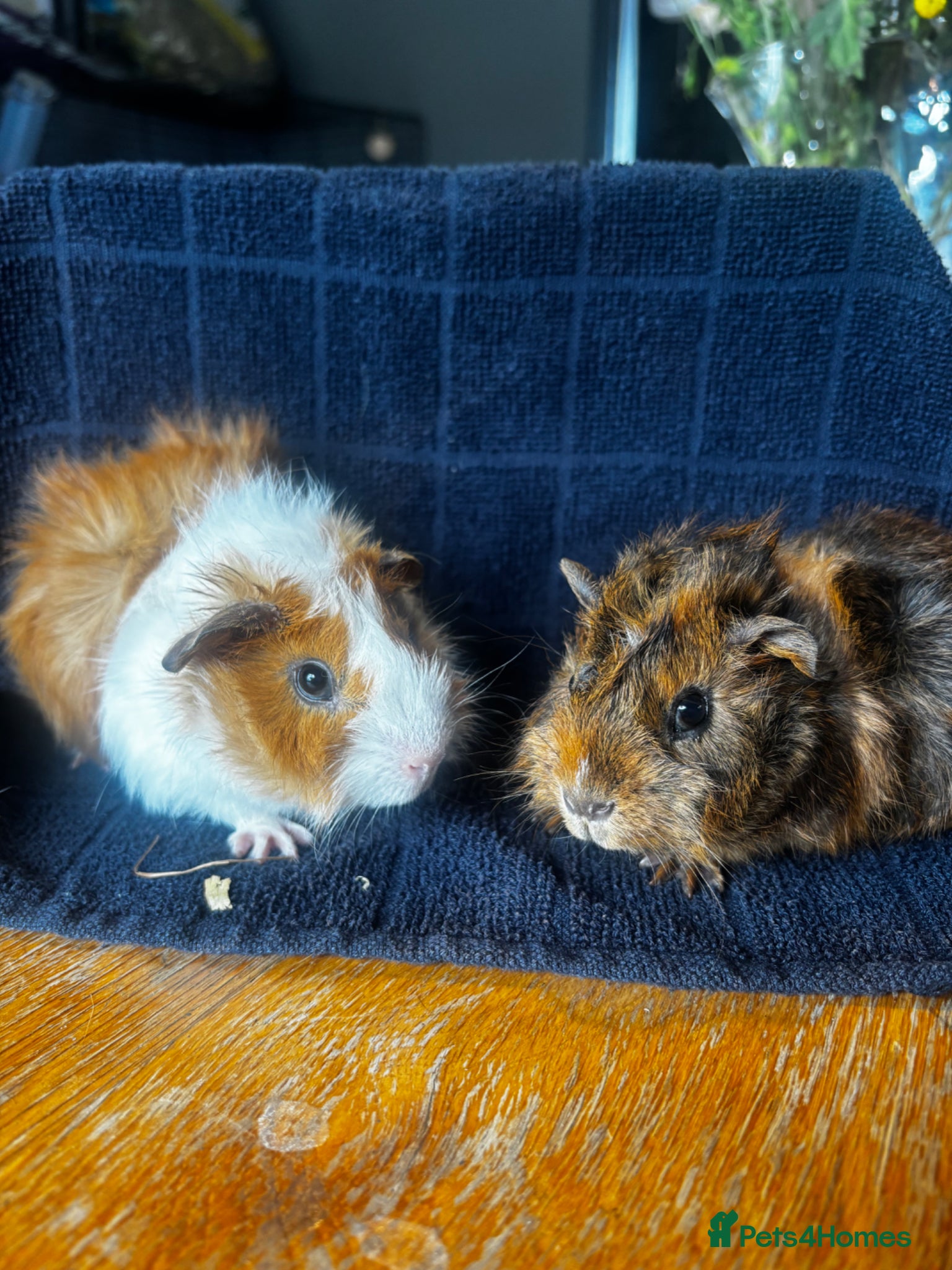 Guinea Pig rodents 2 beautiful boys ready now  - Advert 14