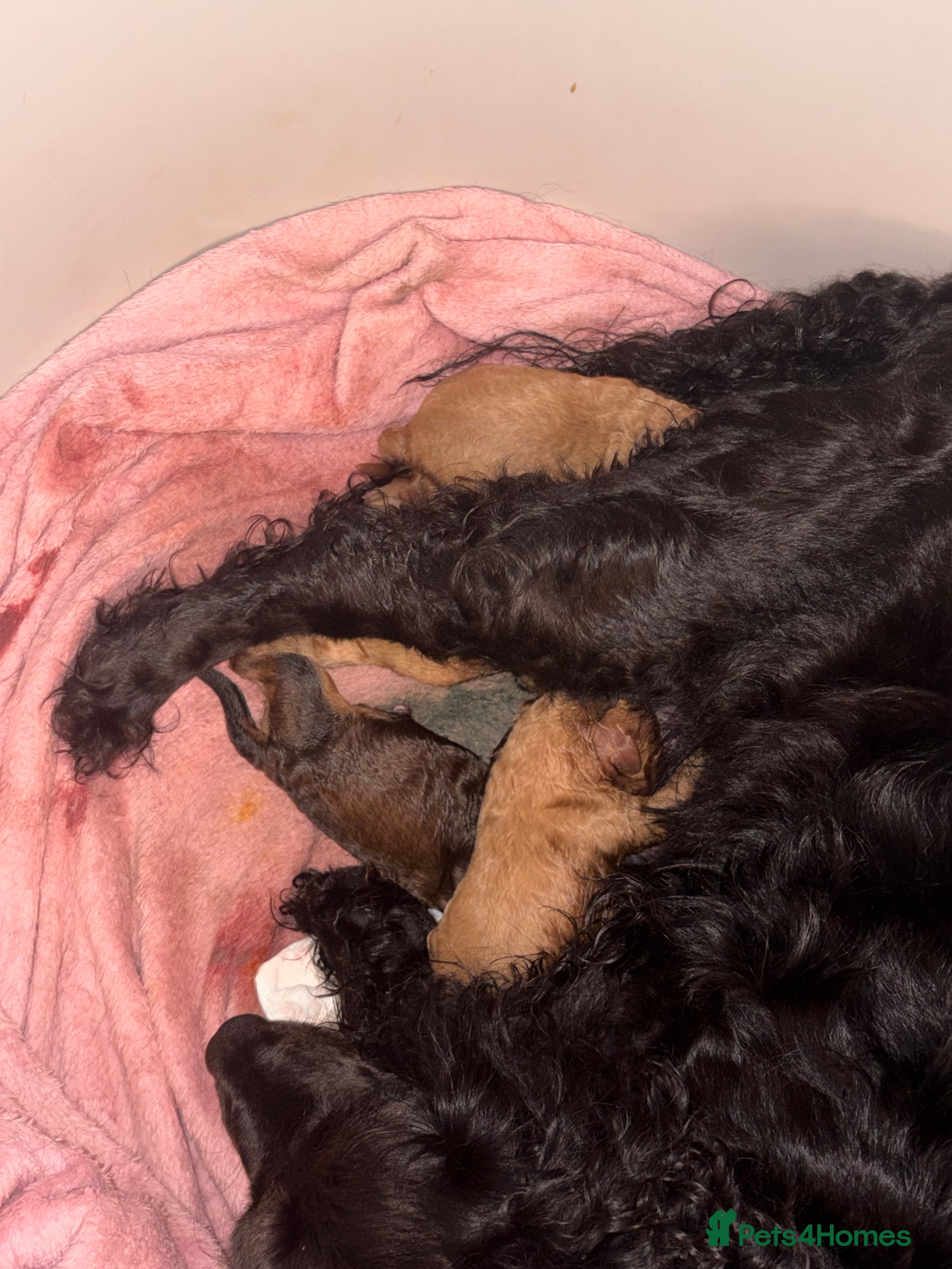 Cockapoo dogs Beautiful cockapoo  - Advert 1