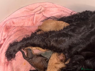 Cockapoo dogs Beautiful cockapoo - Advert 1