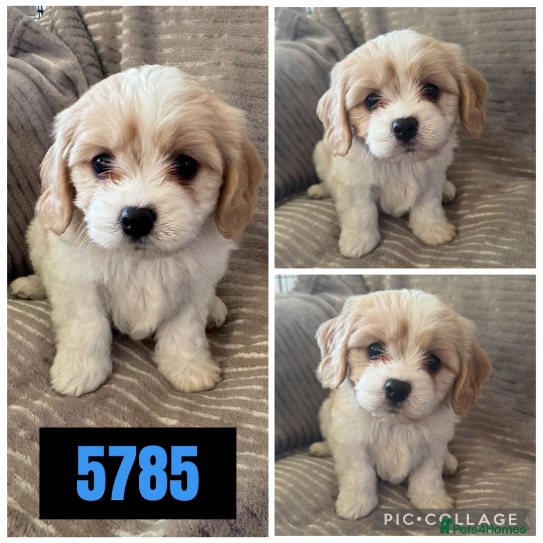 Cavachon dogs for sale: CAVACHON F1 PUPS DNA CLEAR - Advert 5