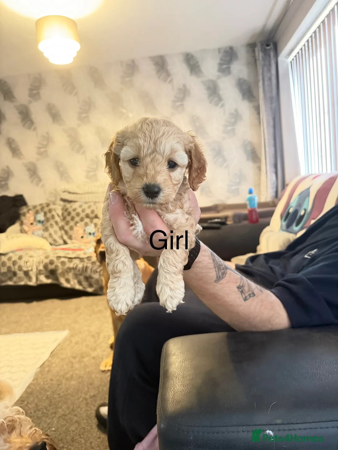 Cavapoochon dogs for sale: Beautiful cavapoochon puppies  - Advert 13