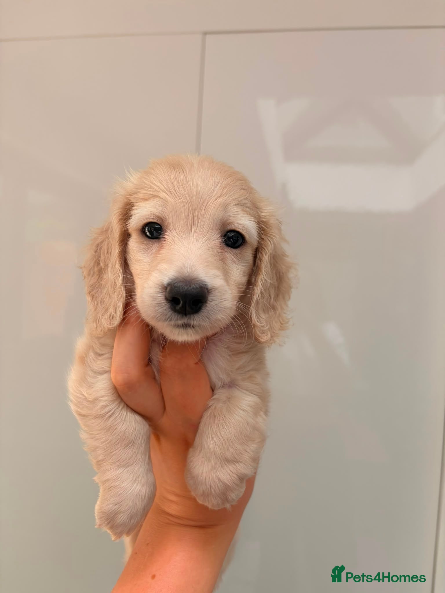 Miniature Dachshund dogs Quality cream mini dachshunds - Advert 2