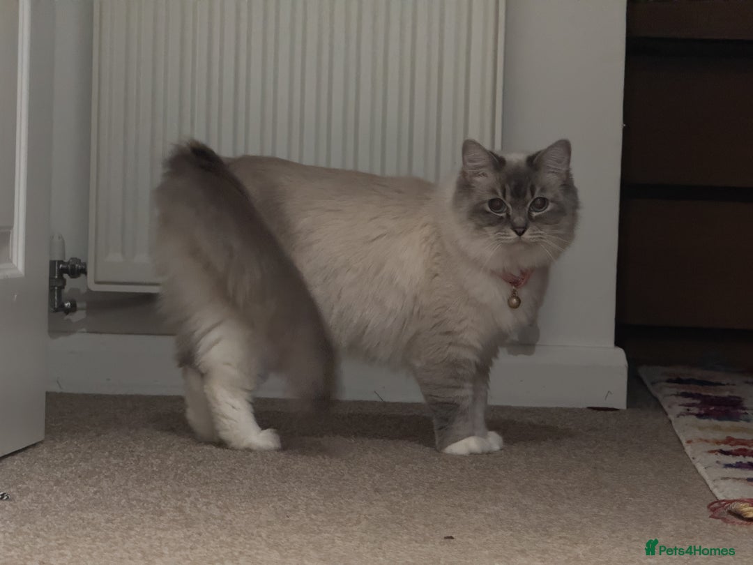 Ragdoll cats for sale: Female Ragdoll Cat for Sale (Urgent Rehoming) - Advert 3