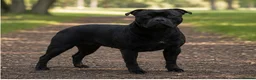 Staffordshire Bull Terrier dogs for sale: Solid Black Staff Puppies short & stocky Type  - Advert 8